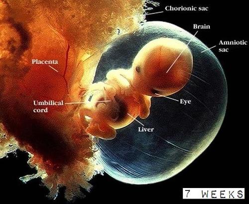 Detail Gambar Perkembangan Embrio Nomer 31