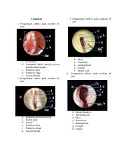 Detail Gambar Perkembangan Embrio Nomer 37