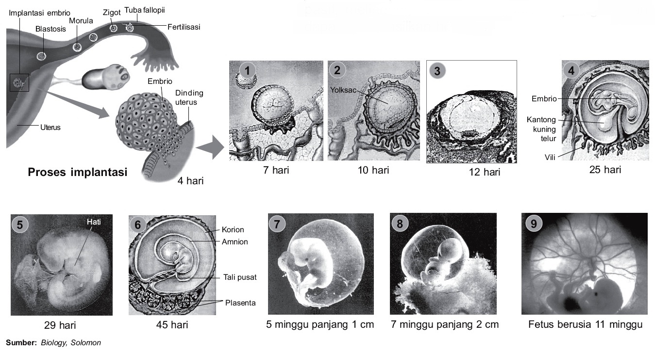 Detail Gambar Perkembangan Embrio Nomer 41