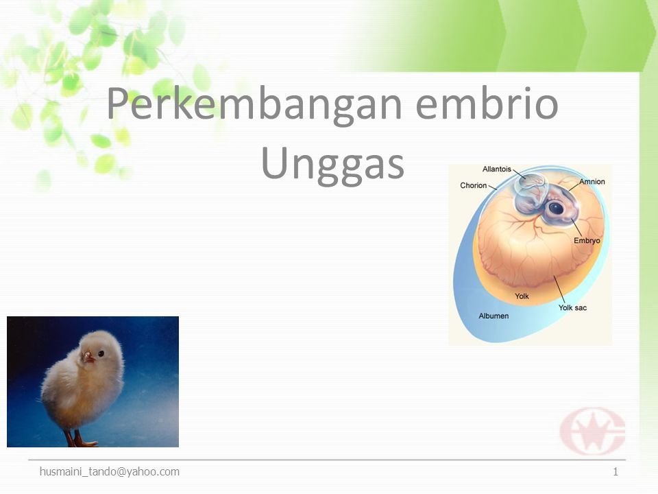 Detail Gambar Perkembangan Embrio Nomer 48