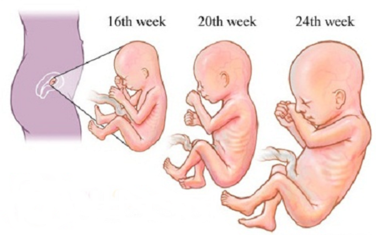 Detail Gambar Perkembangan Janin Dari Minggu Ke Minggu Nomer 17