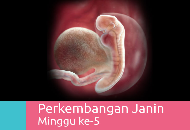 Detail Gambar Perkembangan Janin Dari Minggu Ke Minggu Nomer 26