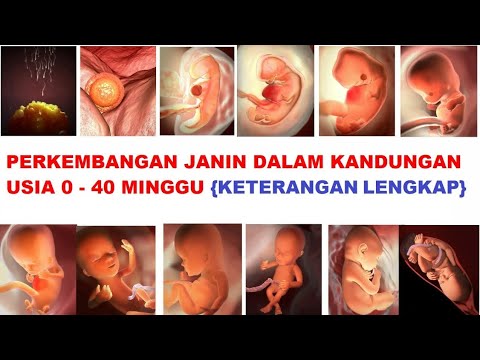 Detail Gambar Perkembangan Janin Dari Minggu Ke Minggu Nomer 6