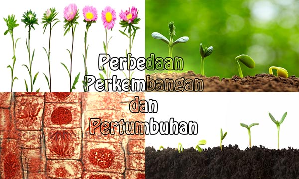 Detail Gambar Perkembangan Tumbuhan Nomer 31