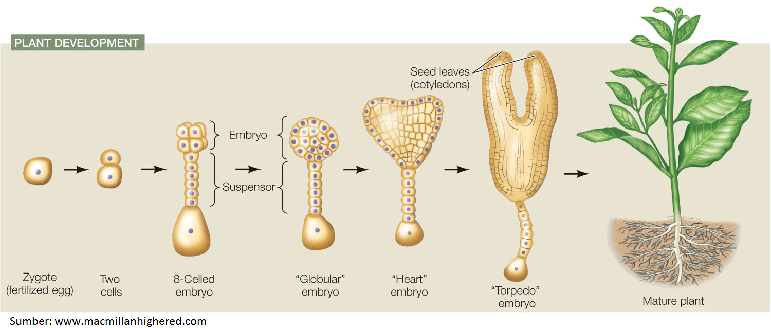 Detail Gambar Perkembangan Tumbuhan Nomer 41