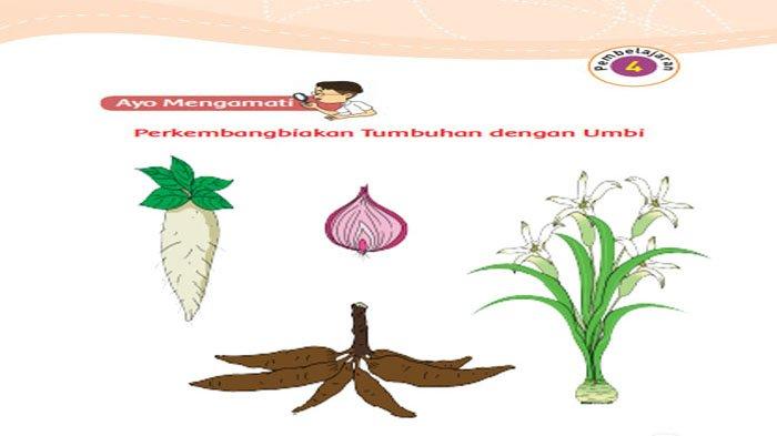 Detail Gambar Perkembangan Tumbuhan Nomer 45