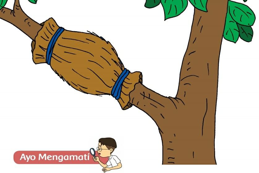 Detail Gambar Perkembangbiakan Dengan Mencangkok Nomer 5