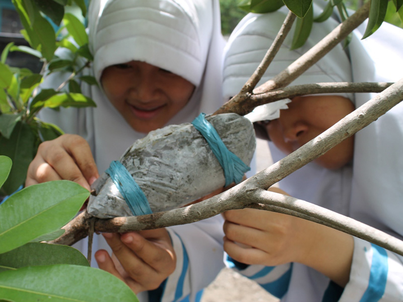 Detail Gambar Perkembangbiakan Dengan Mencangkok Nomer 41