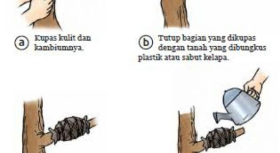 Detail Gambar Perkembangbiakan Dengan Mencangkok Nomer 48