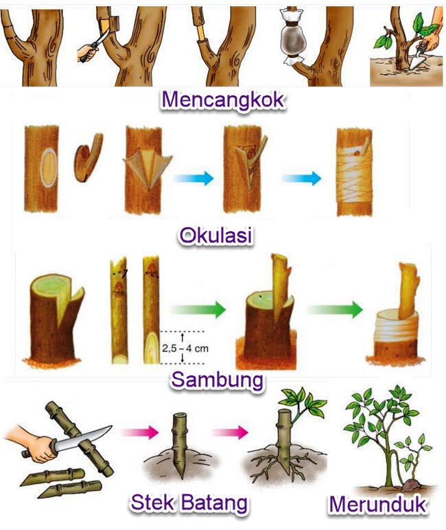 Detail Gambar Perkembangbiakan Dengan Mencangkok Nomer 8