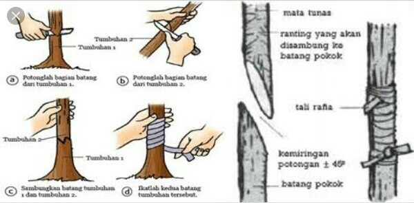 Detail Gambar Perkembangbiakan Dengan Menempel Nomer 11