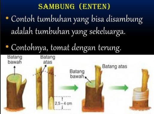 Detail Gambar Perkembangbiakan Dengan Menempel Nomer 14