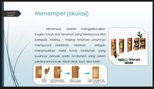 Detail Gambar Perkembangbiakan Dengan Menempel Nomer 20