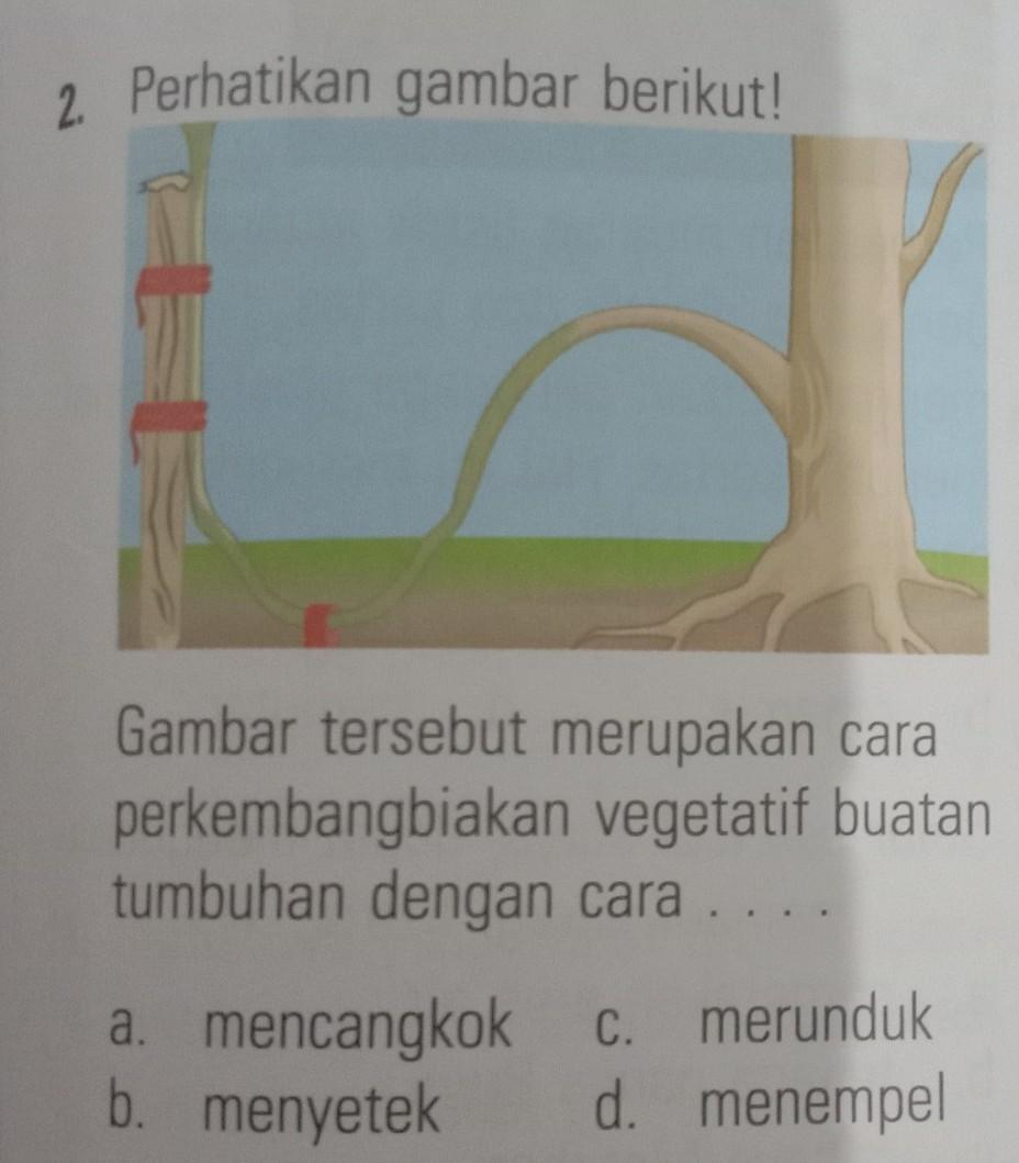 Detail Gambar Perkembangbiakan Dengan Menempel Nomer 48