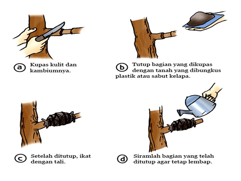 Detail Gambar Perkembangbiakan Dengan Menyetek Nomer 22