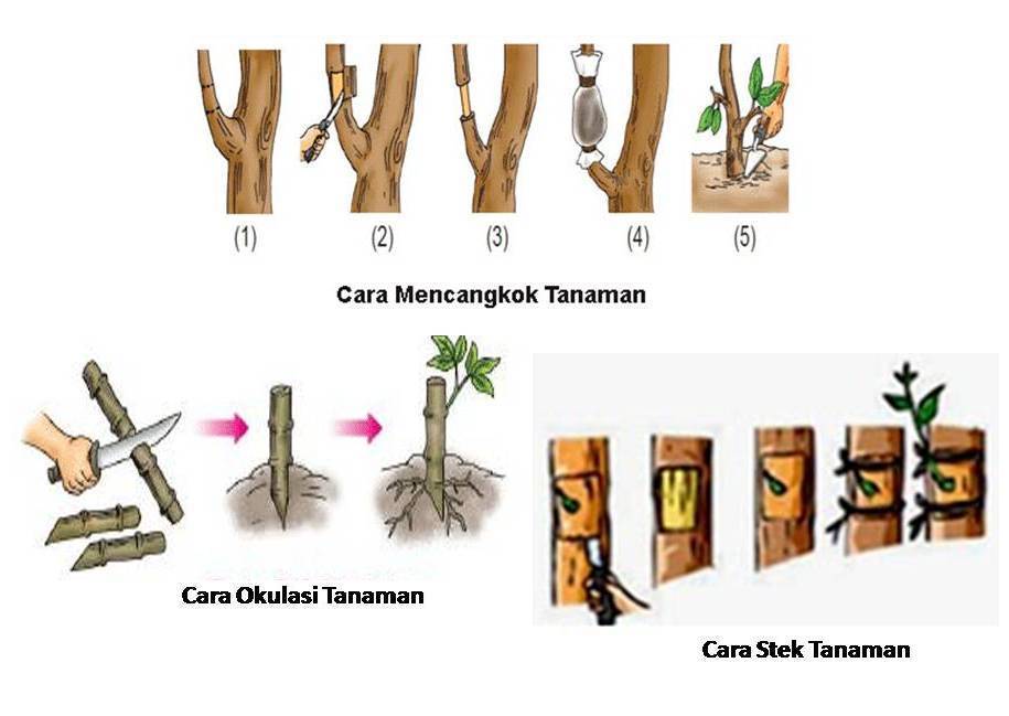 Detail Gambar Perkembangbiakan Dengan Menyetek Nomer 5