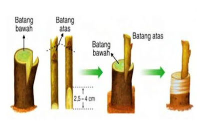 Detail Gambar Perkembangbiakan Dengan Menyetek Nomer 45