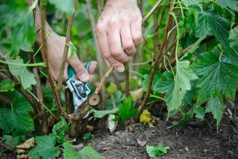 Detail Gambar Perkembangbiakan Dengan Menyetek Daun Nomer 12