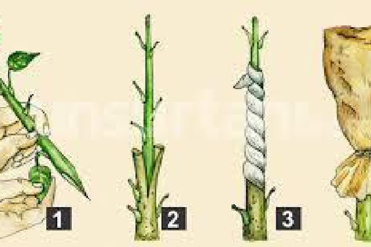 Detail Gambar Perkembangbiakan Dengan Menyetek Daun Nomer 21