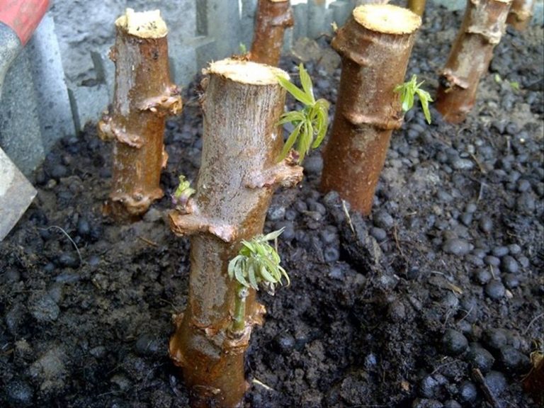 Detail Gambar Perkembangbiakan Dengan Menyetek Daun Nomer 37