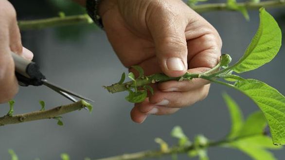 Detail Gambar Perkembangbiakan Dengan Menyetek Daun Nomer 7