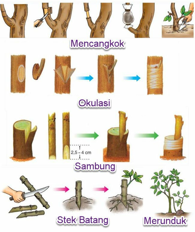 Detail Gambar Perkembangbiakan Dengan Menyetek Merunduk Nomer 3