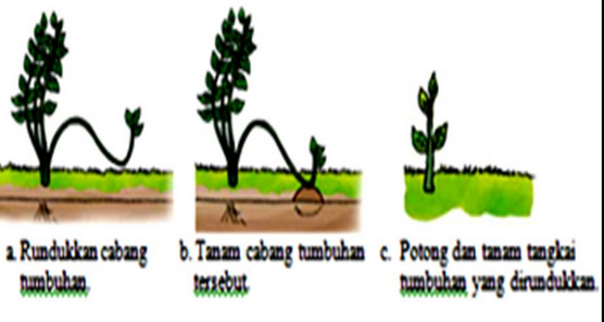 Detail Gambar Perkembangbiakan Dengan Menyetek Merunduk Nomer 24