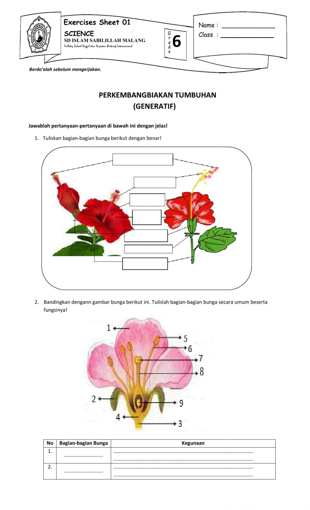 Detail Gambar Perkembangbiakan Generatif Nomer 11