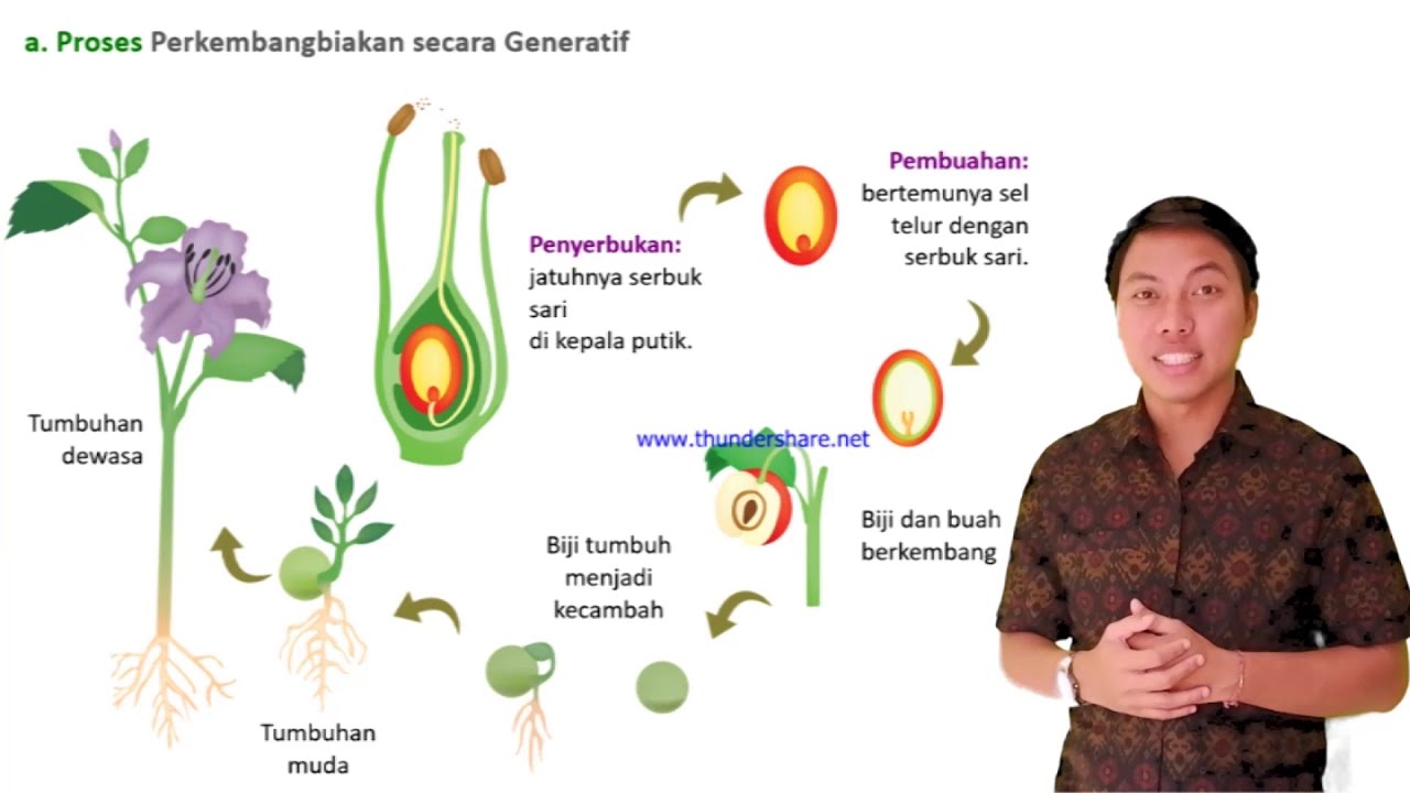 Detail Gambar Perkembangbiakan Generatif Nomer 16