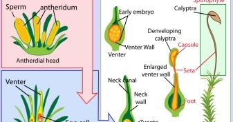 Detail Gambar Perkembangbiakan Generatif Nomer 23