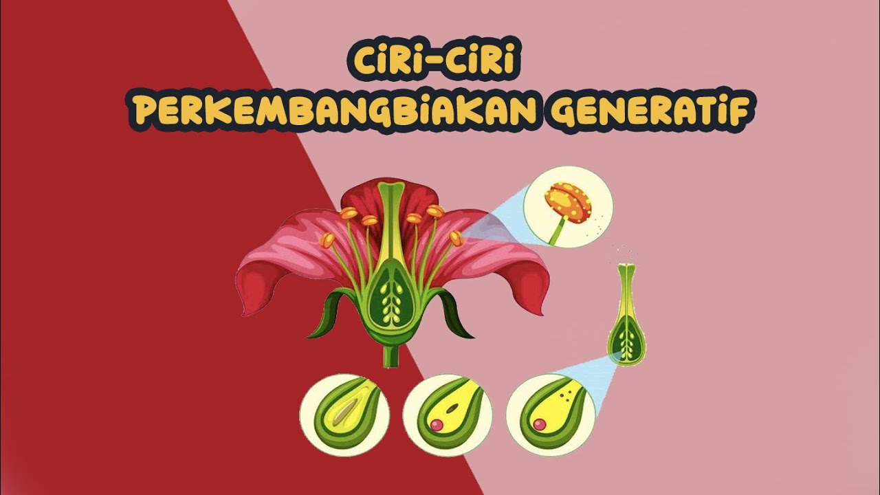 Detail Gambar Perkembangbiakan Generatif Nomer 41