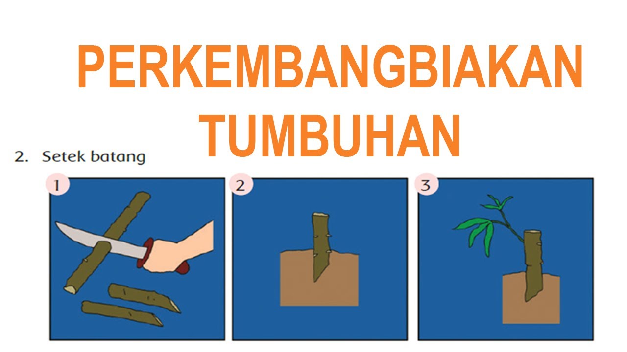 Detail Gambar Perkembangbiakan Generatif Nomer 42