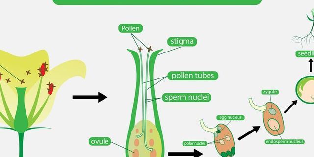 Detail Gambar Perkembangbiakan Generatif Nomer 52