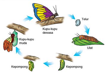 Detail Gambar Perkembangbiakan Hewan Nomer 42