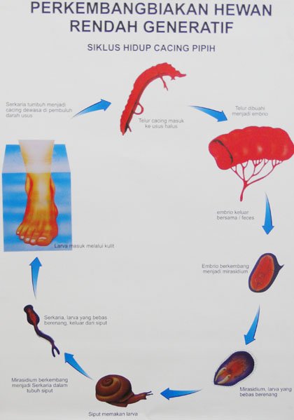 Detail Gambar Perkembangbiakan Hewan Nomer 44