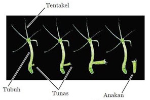 Gambar Perkembangbiakan Hydra - KibrisPDR