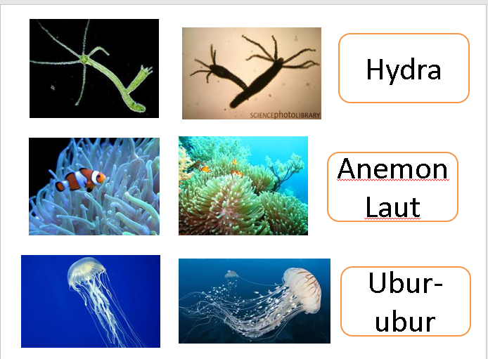 Detail Gambar Perkembangbiakan Hydra Nomer 12