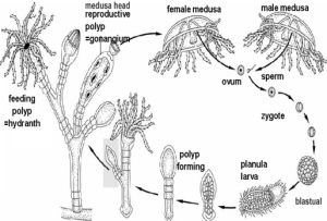 Detail Gambar Perkembangbiakan Hydra Nomer 21