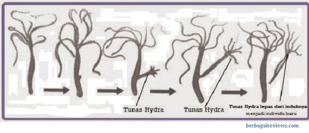 Detail Gambar Perkembangbiakan Hydra Nomer 25