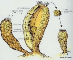 Detail Gambar Perkembangbiakan Hydra Nomer 32