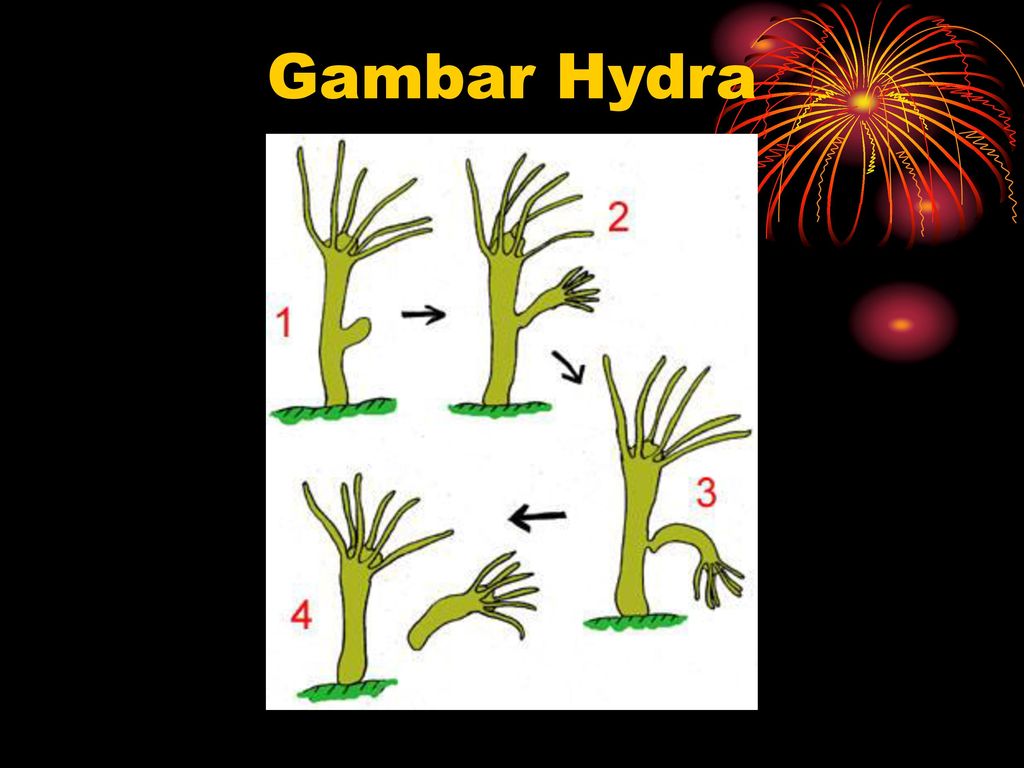 Detail Gambar Perkembangbiakan Hydra Nomer 49