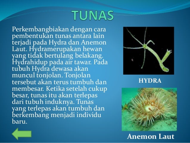 Detail Gambar Perkembangbiakan Hydra Nomer 51