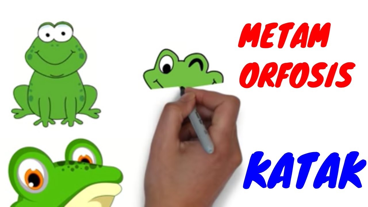 Detail Gambar Perkembangbiakan Katak Nomer 56