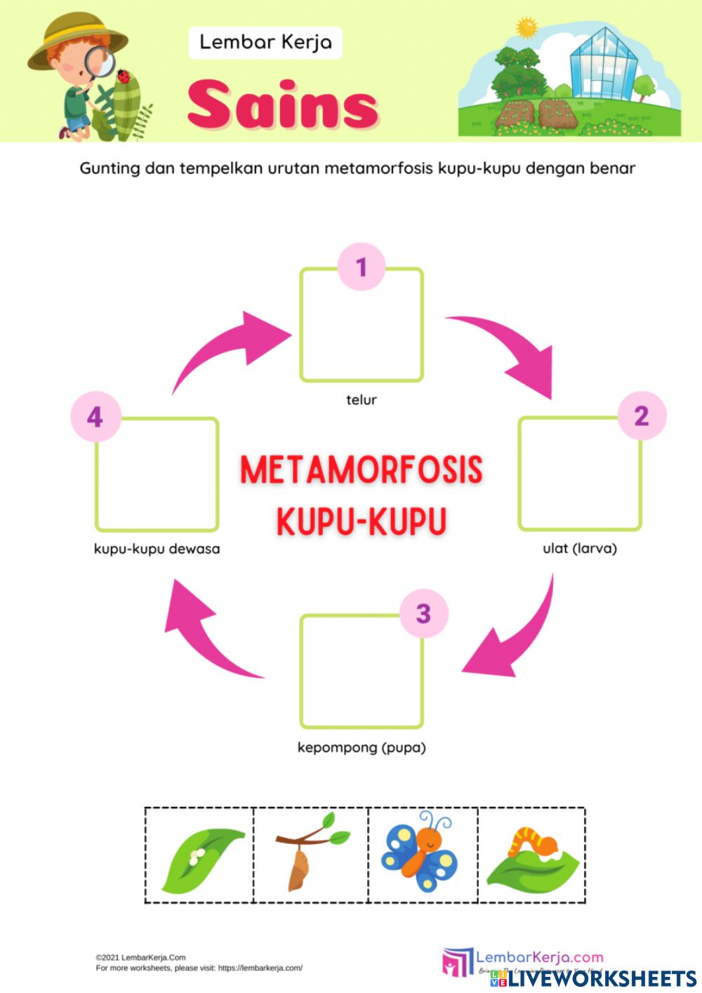 Detail Gambar Perkembangbiakan Kupu Kupu Nomer 44