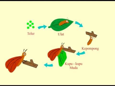 Detail Gambar Perkembangbiakan Kupu Kupu Nomer 48