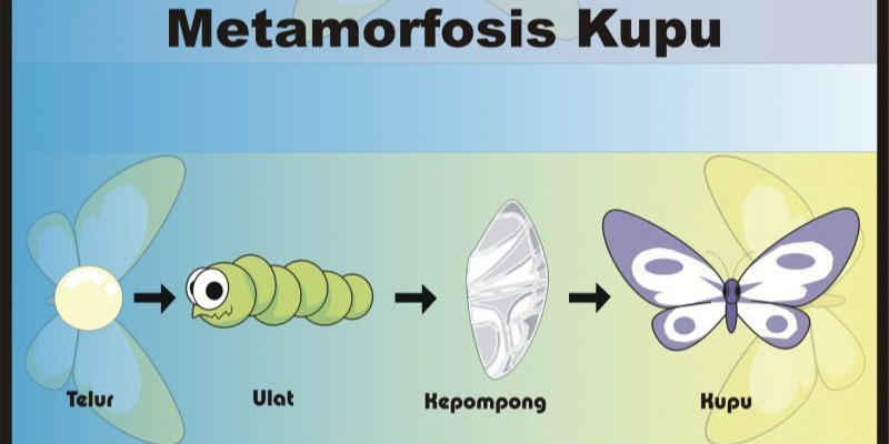 Detail Gambar Perkembangbiakan Kupu Kupu Nomer 53