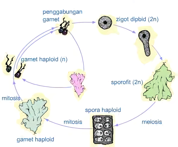 Detail Gambar Perkembangbiakan Tumbuhan Dengan Spora Nomer 12