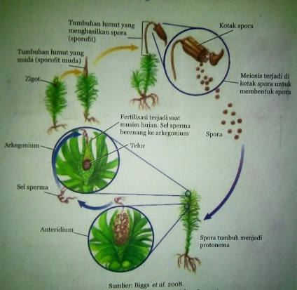 Detail Gambar Perkembangbiakan Tumbuhan Dengan Spora Nomer 15