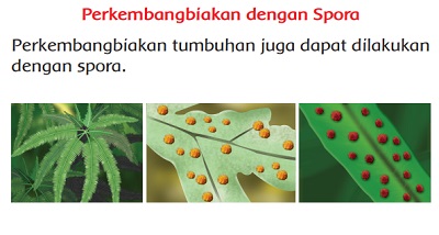 Detail Gambar Perkembangbiakan Tumbuhan Dengan Spora Nomer 16