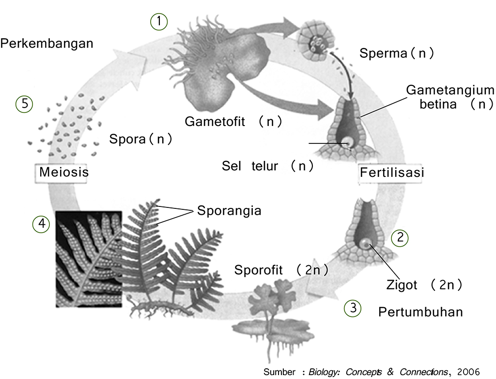 Detail Gambar Perkembangbiakan Tumbuhan Dengan Spora Nomer 32